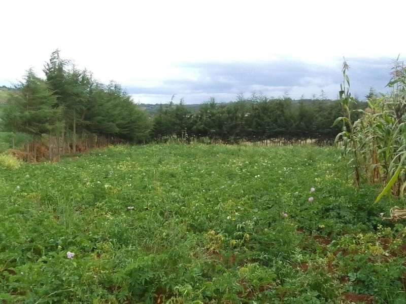 2acres at Tumaini Nyandarua