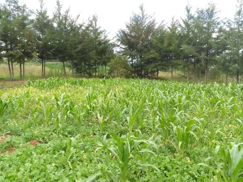 2acres at Tumaini Nyandarua