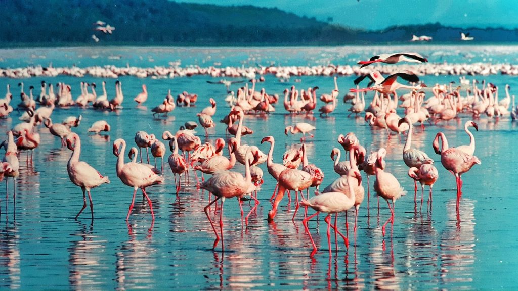 flamingoes at lake nakuru